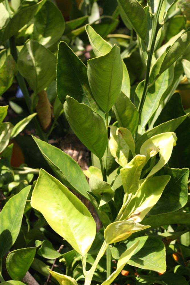            Sun leaves (Riverside, CA)   